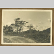 Road in a plantation (ddr-csujad-33-190)