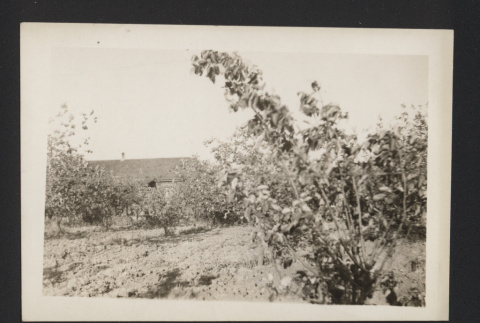 Richard Fujii farm, view from the field towards the main house (ddr-csujad-55-2582)