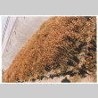 Frozen plants (ddr-densho-441-81)