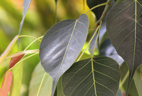 Close up of leaf in garden at Alameda Buddhist Temple (ddr-densho-512-93)