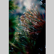 Dew on pine needles (ddr-densho-336-390)
