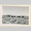 Cows and their calves in a field (ddr-densho-37-1629)