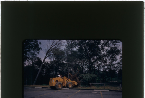 Moving a tree with a tractor (ddr-densho-377-1053)
