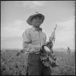 Japanese American harvesting turnips (ddr-densho-37-362)