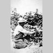 Man picking grapes (ddr-densho-18-40)