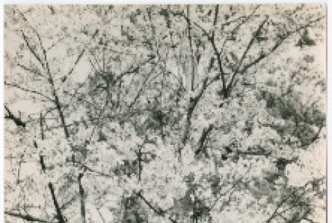 Photo, front and back (ddr-densho-426-1074-mezzanine-cd3b6f6d5c)