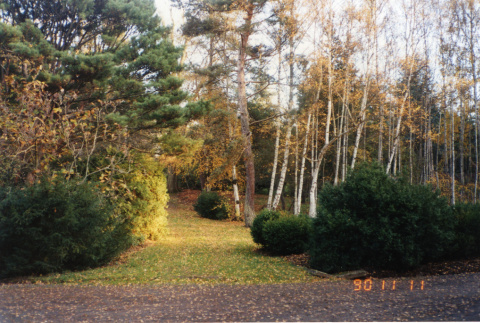 Tanyosho Junction, birch nursery stock (ddr-densho-354-224)