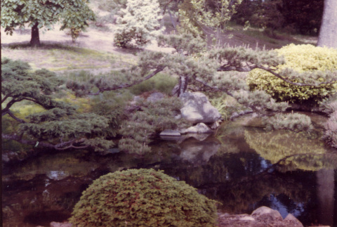 Pond in the Japanese Garden (ddr-densho-354-1487)