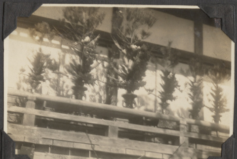 Flowers and trees (ddr-densho-432-119)