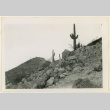 Cacti above Butte camp (ddr-densho-37-1274)