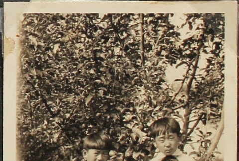 Three siblings in front of an apple tree (ddr-densho-259-9)