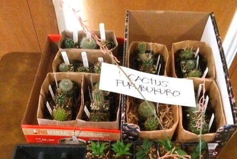 Plants in boxes at the KGF office for Spring Plant Sale 2020 (ddr-densho-354-2785)