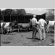 Robert H. Foote and William Kochiyama with cows (ddr-densho-1007-1241)