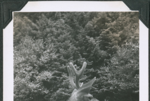 Photo of a deer (ddr-densho-483-1322)