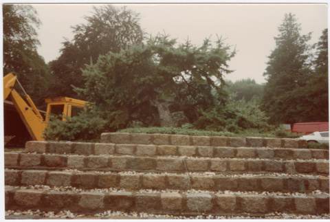 Tree (ddr-densho-377-1978)
