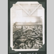 Large container of salmon (ddr-densho-540-70)
