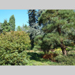 Right view of panorama from entrance to Japanese Garden (ddr-densho-354-2820)