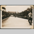 Palm tree lined lane (ddr-densho-433-760)