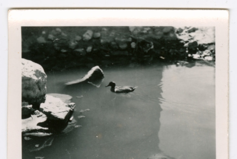 Duck in body of water (ddr-densho-475-186)