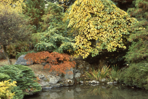 Japanese Garden pond, Camperdown elm, hawthorne on left (ddr-densho-354-1967)