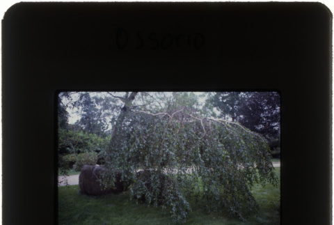Garden at the Ossorio project (ddr-densho-377-511)