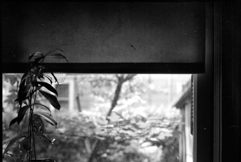 View out a window with plants (ddr-densho-377-1530)