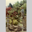 Fujitaro Kubota on a ladder working on a tree in the Garden (ddr-densho-354-543)