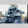 Pines in the snow (ddr-densho-354-928)