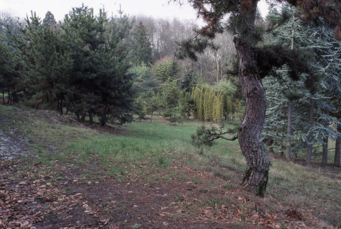 Pine, four atlas blue cedars to right, near stone garden (ddr-densho-354-1074)