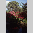 Bushes in bloom around a pond (ddr-densho-354-1336)