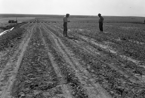Men inspecting crops in a field (ddr-fom-1-31)