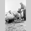 Two men and child in a sheep pen (ddr-densho-5-6)