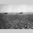 View of a farm growing beans (ddr-fom-1-891)