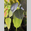 Close up of leaf in garden at Alameda Buddhist Temple (ddr-densho-512-93)