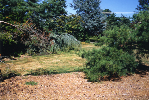 Panorama right: dead Red Pine, former nursery bed. (ddr-densho-354-737)