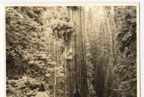 View of a tree in a forest (ddr-densho-542-819)