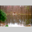 Pound with gazebo and geese (ddr-densho-377-2593)