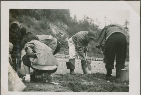 A group digging for clams (ddr-densho-201-911)