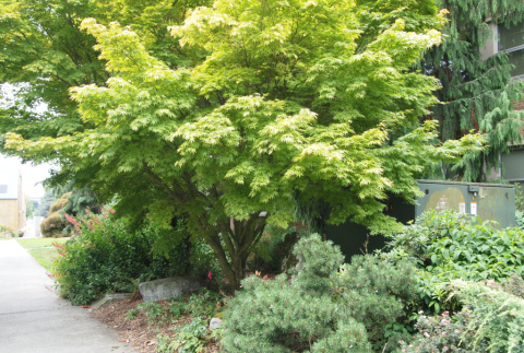 Japanese American Remembrance Garden, Seattle University (ddr-densho-354-2735)