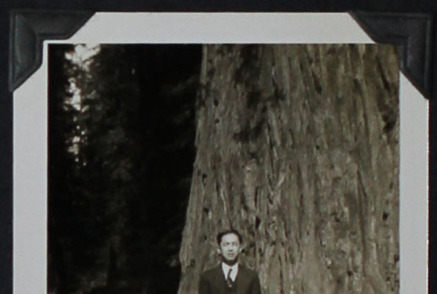 Man poses with Redwood tree (ddr-densho-359-1352)