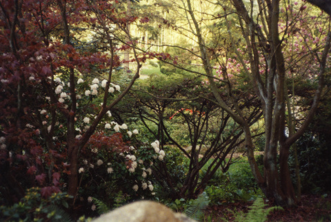 Kubota Garden (ddr-densho-354-410)