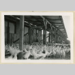 Hens standing in a chicken run (ddr-densho-37-1619)