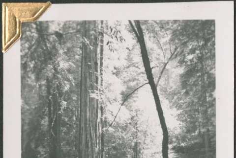 View of woods (ddr-densho-434-136)