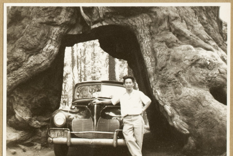 Man poses with a car parked in a tree (ddr-densho-542-791)