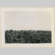 Cotton pickers in a field (ddr-densho-37-951)