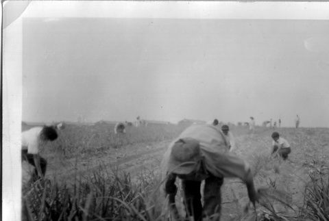 Japanese Americans working in a field (ddr-densho-37-709)