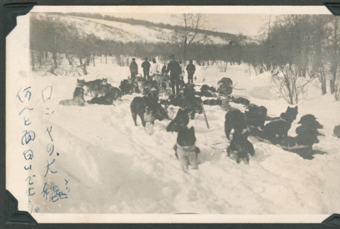 Photo of sled dogs (ddr-densho-483-392)