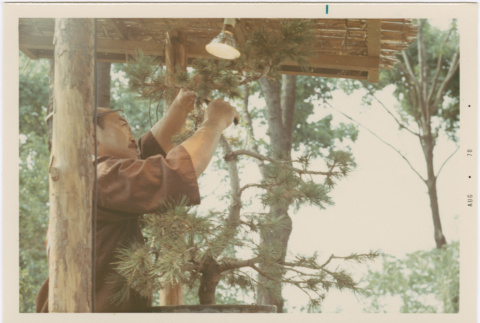 Kaneji Domoto giving a bonsai demonstration at Hill Nursery (ddr-densho-377-347)