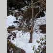 Broken Tree from Winter Storm Damage (ddr-densho-354-2583)