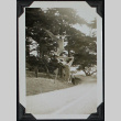 Man poses with tree (ddr-densho-359-1347)